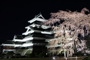 松本城の桜