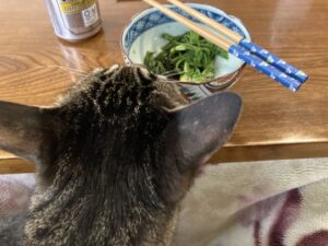 コシアブラをおひたしで